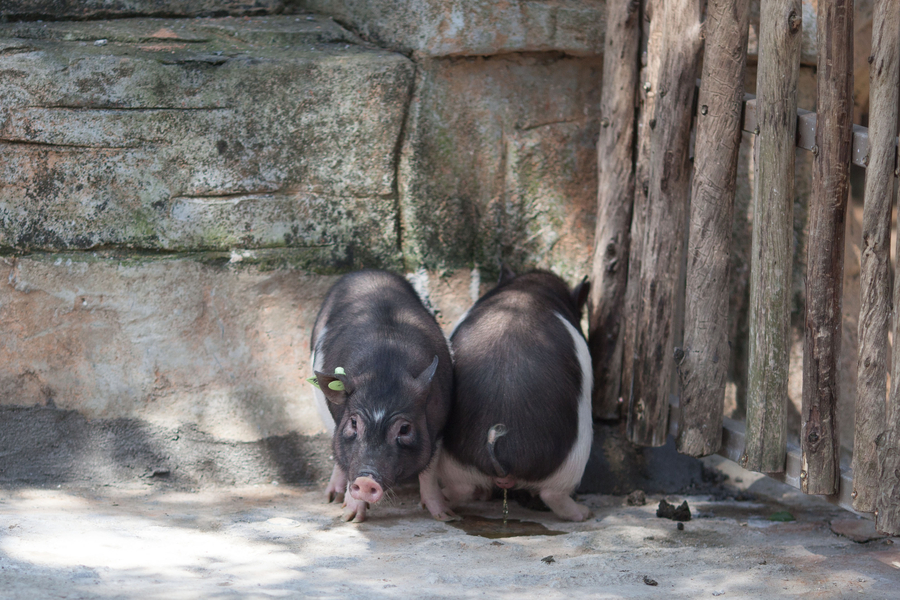 Cloned pig makes debut in Shenzhen wildlife park