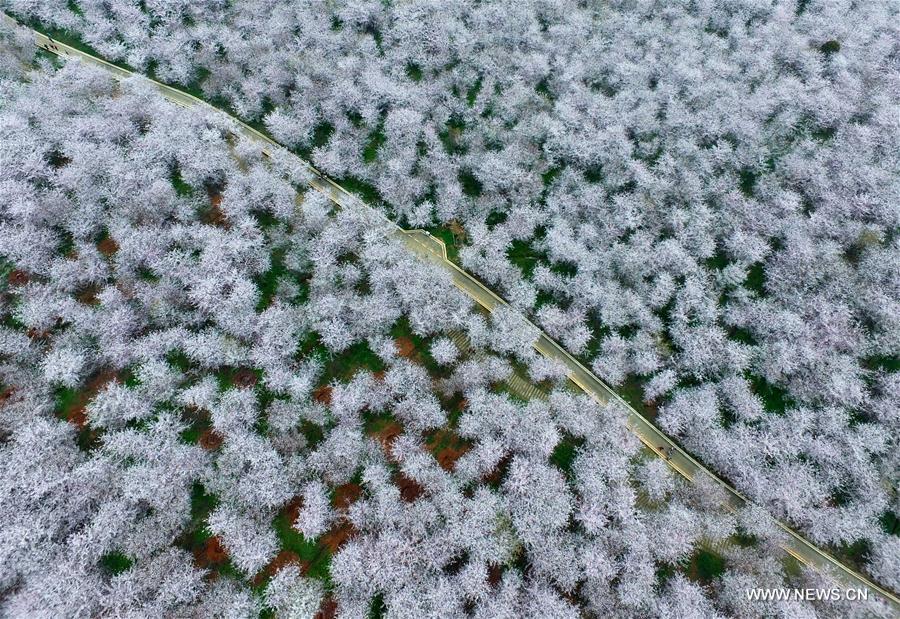 Spring scenery across China