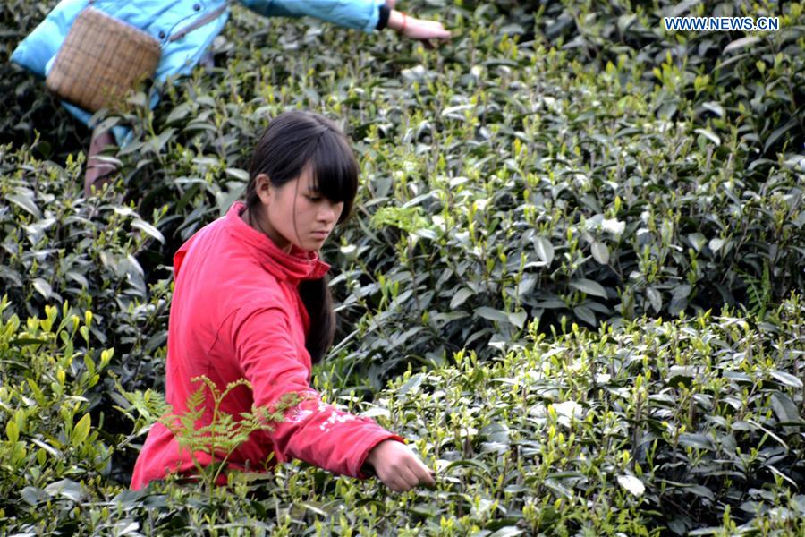 Farmers across China harvest tea leaves before Qingming Festival