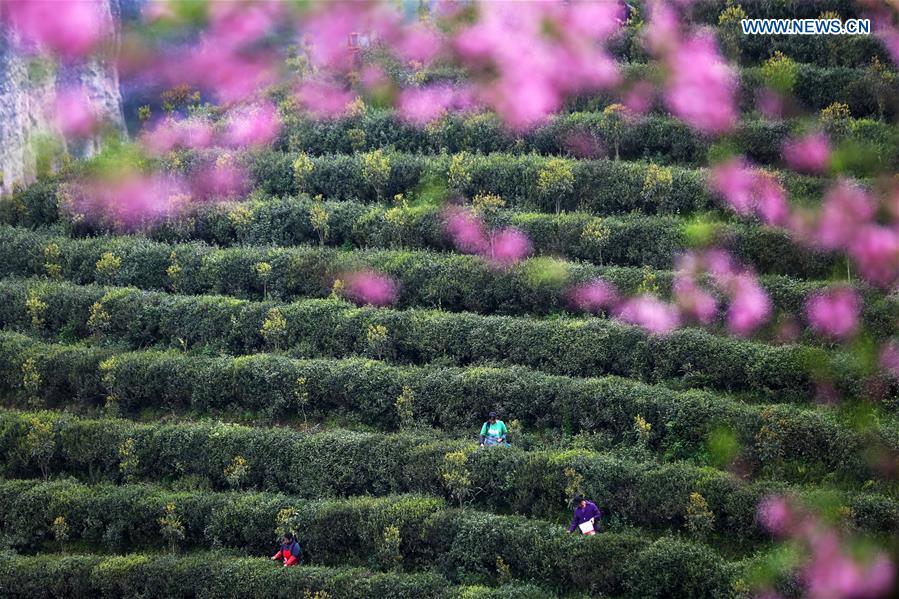 Farmers across China harvest tea leaves before Qingming Festival