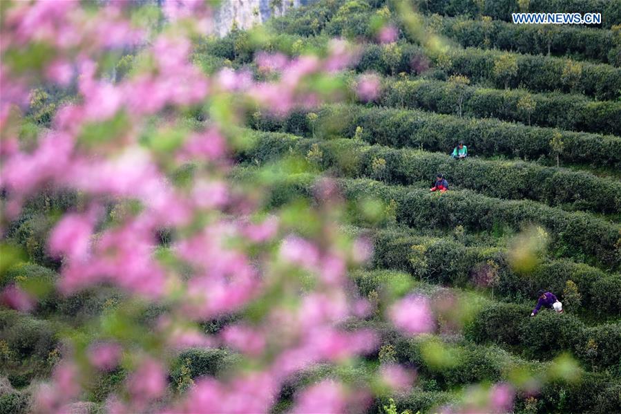 Farmers across China harvest tea leaves before Qingming Festival