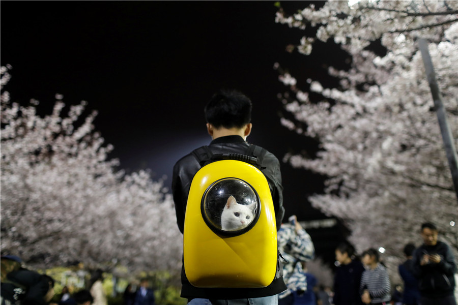 Cherry blossoms turn Tongji University must-see site