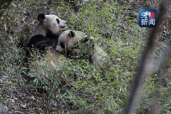 Wild panda filmed for the first time breastfeeding cub