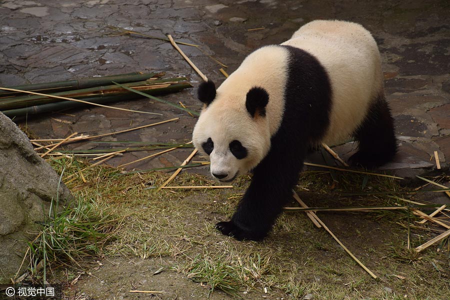 Panda cubs move to Dutch palace