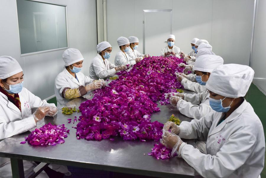 Hotan roses play important role in poverty alleviation in Xinjiang