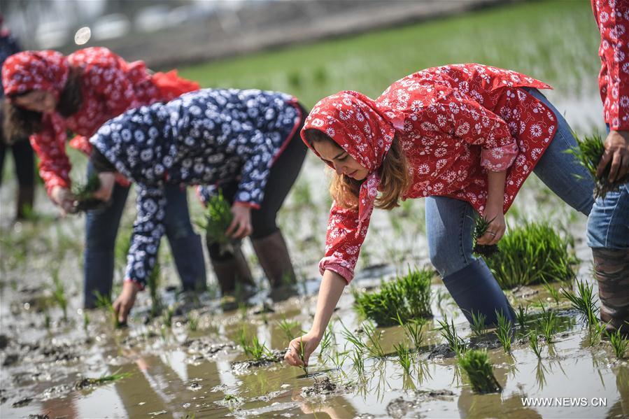 Foreign students experience transplanting rice seedlings in NE China