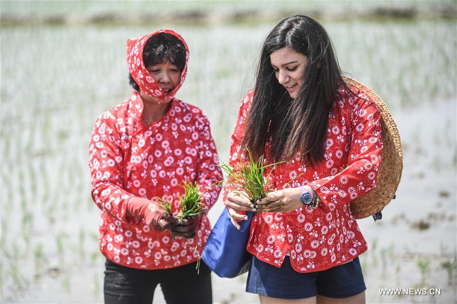 Foreign students experience transplanting rice seedlings in NE China