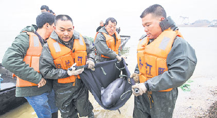 Critically endangered Yangtze porpoise thrives in 2 reserves