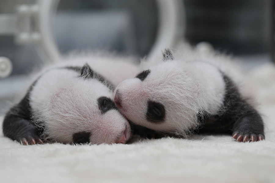 Captive panda twins meet visitors