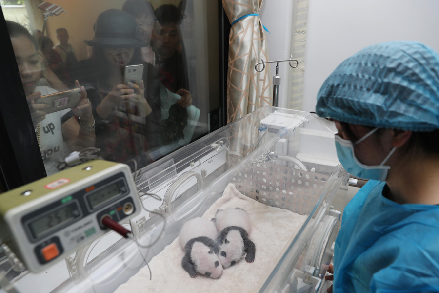 Captive panda twins meet visitors