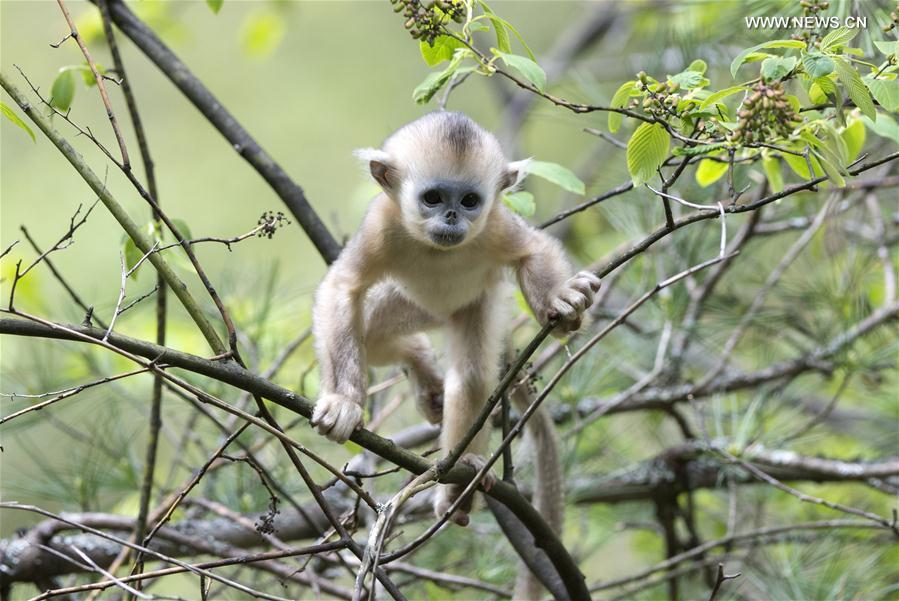 Monkeying around: Baby golden monkeys play in Shennongjia