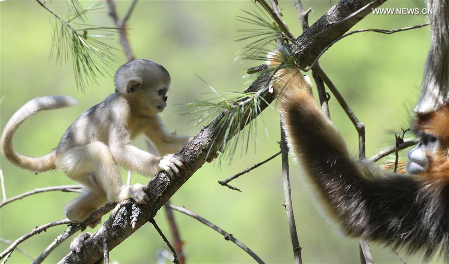 Monkeying around: Baby golden monkeys play in Shennongjia