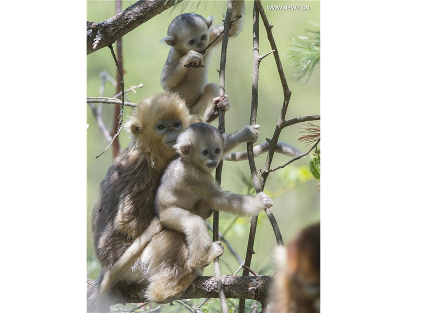 Monkeying around: Baby golden monkeys play in Shennongjia