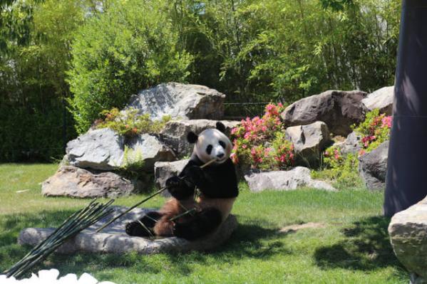 3 pandas born in Japan come home