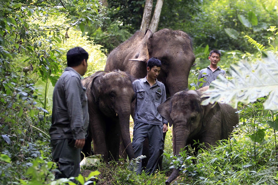 Baby Asian elephant train for release into the wild