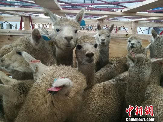 Biggest delivery of Australian alpacas lands in China