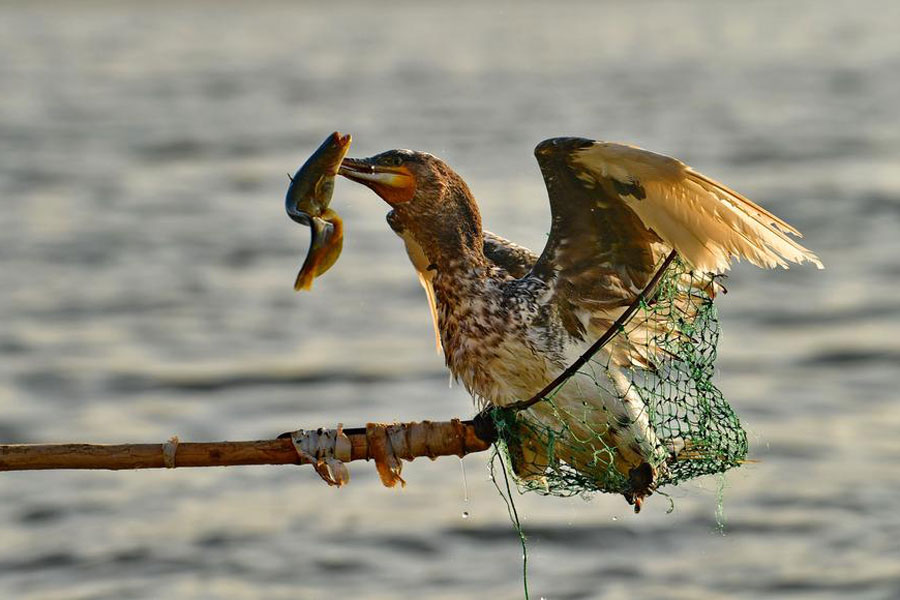 Traditional method of fishing with ospreys may disappear