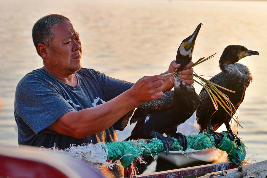 Traditional method of fishing with ospreys may disappear