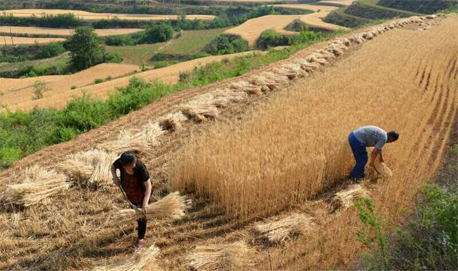 Harvest time for wheat reapers in Shanxi