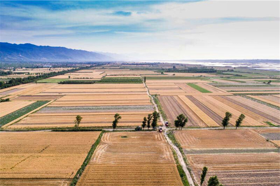 Harvest time for wheat reapers in Shanxi