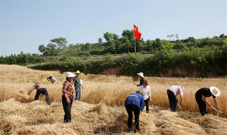 Harvest time for wheat reapers in Shanxi