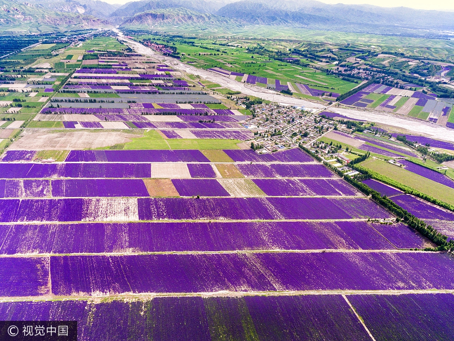 Aerial photos capture beauty of lavenders in Xinjiang