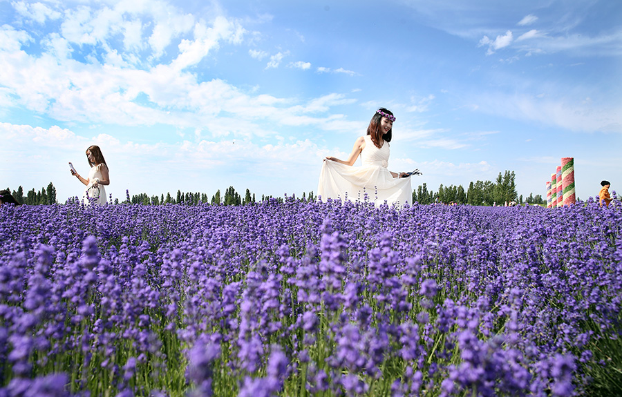 Lavenders bloom at Xinjiang's tourism festival
