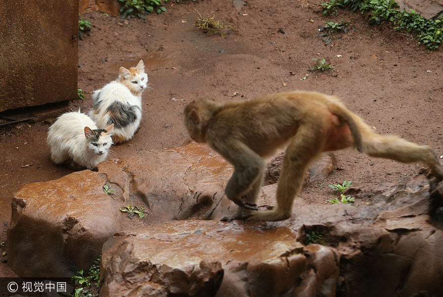 Cats help monkeys fend off rats in zoo