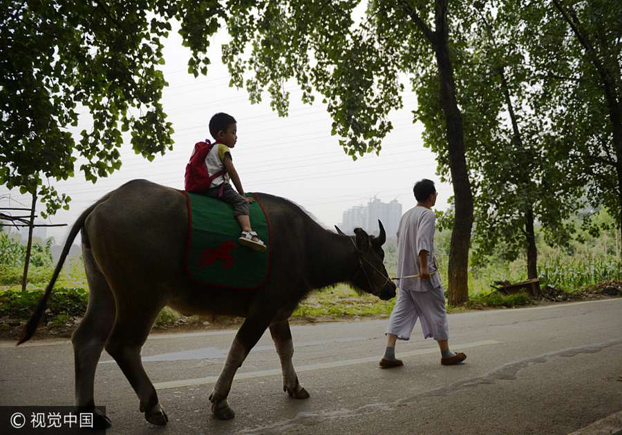 3-year-old riding a donkey sparks nationwide discussion