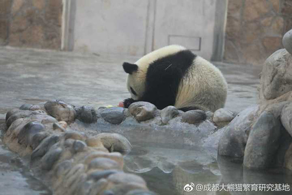 Panda celebrates 2nd birthday, beats disease