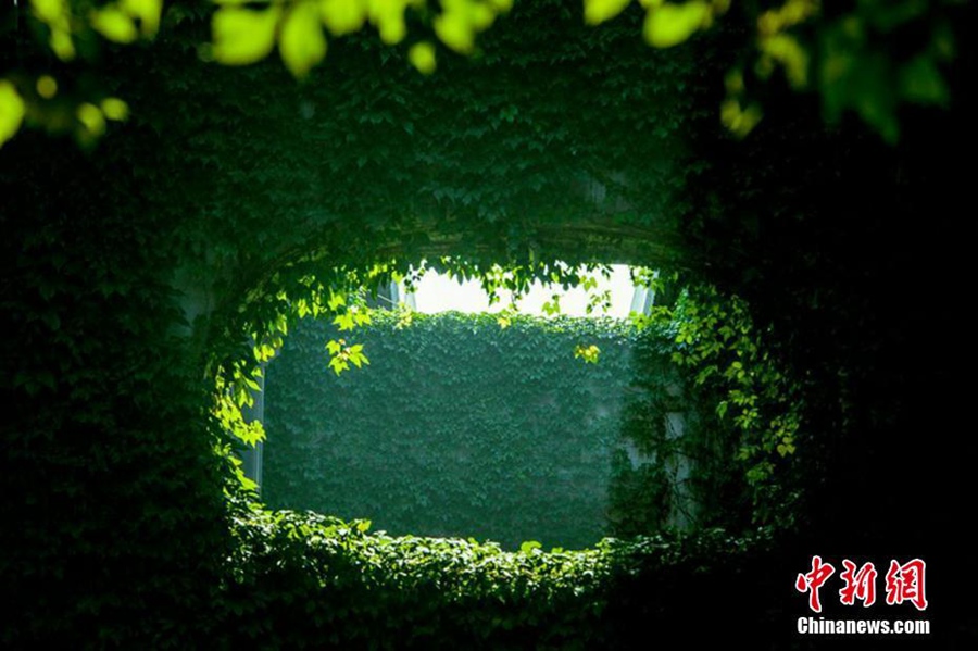 Green bridge a soothing sight in Chengdu