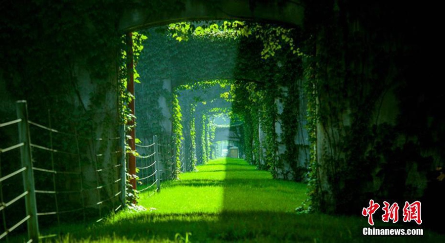 Green bridge a soothing sight in Chengdu