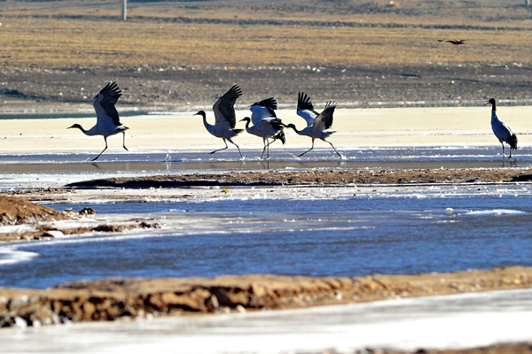 The bird man of Tibet