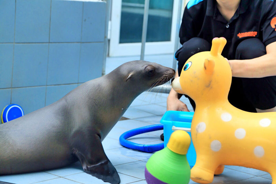 Little sea lion swaps takes first fish bites