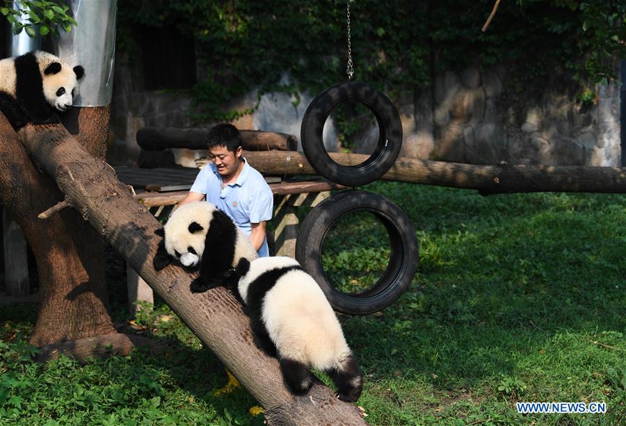 Meet a 'dad of pandas' in Chongqing