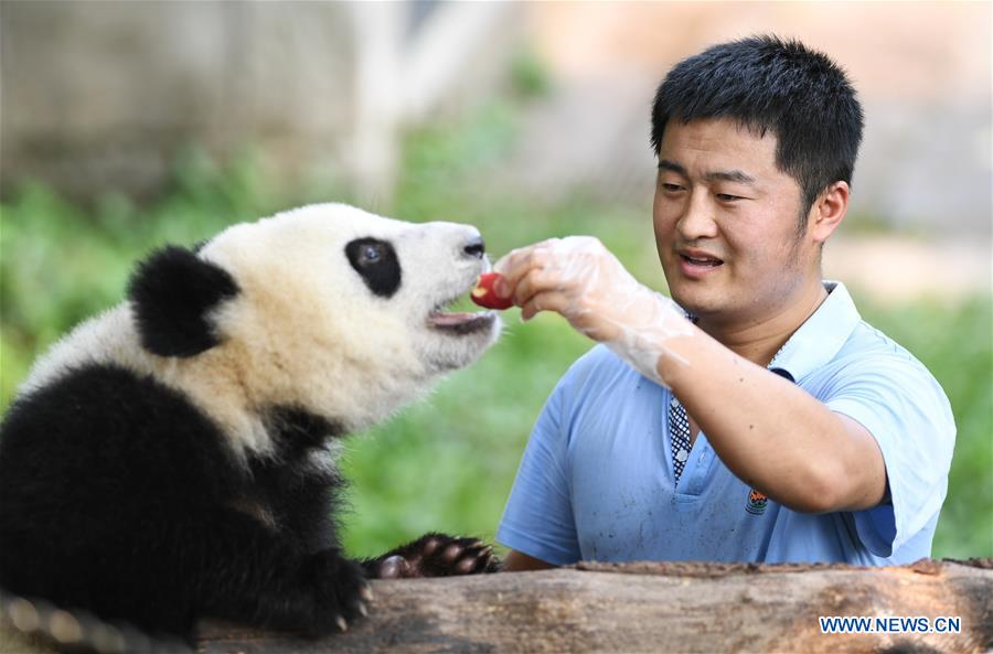 Meet a 'dad of pandas' in Chongqing