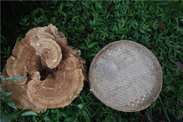 Giant mushroom found in Yunnan