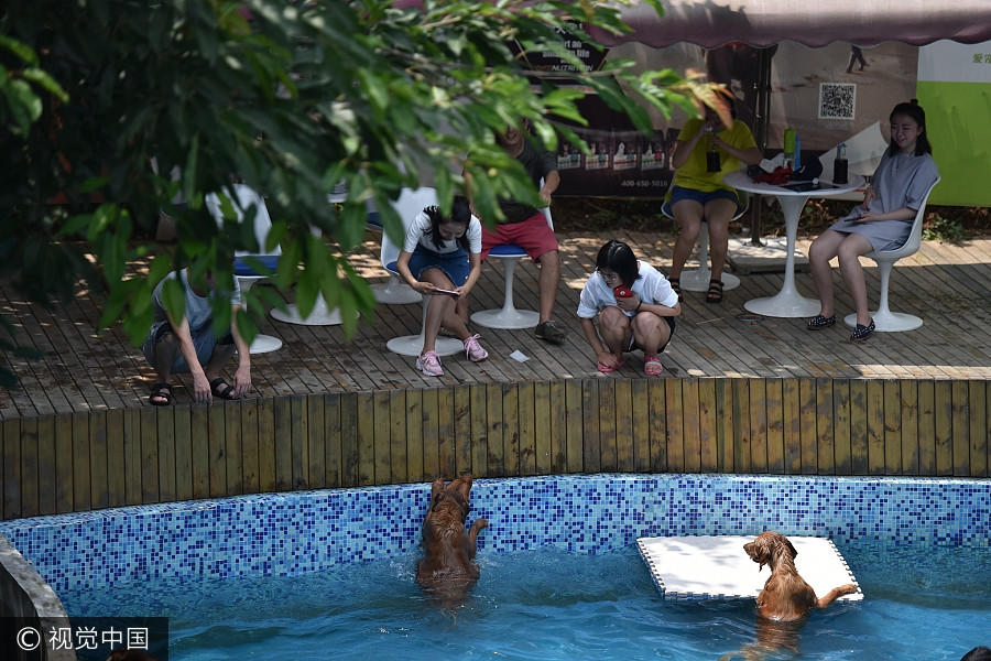 Man builds 2,000 square meters swimming pool for dogs