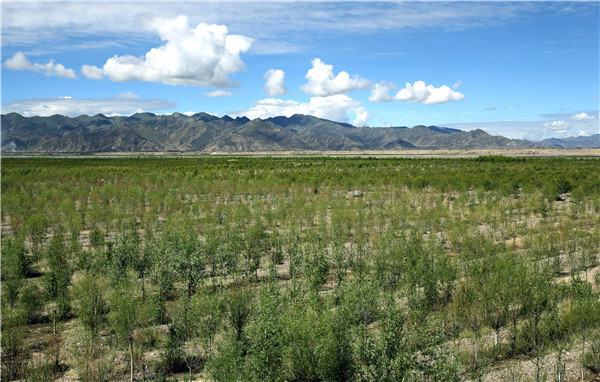 Tree planting project turns barren, windy land into oasis