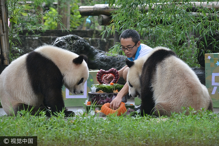 Panda twins turn two