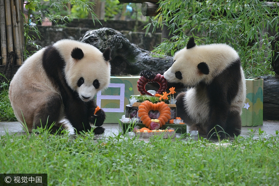 Panda twins turn two