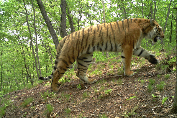 Administration for tiger and leopard national park inaugurated