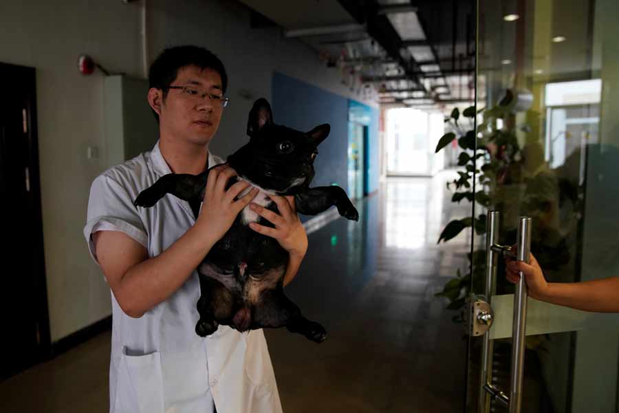 Acupuncture for cats and dogs in China