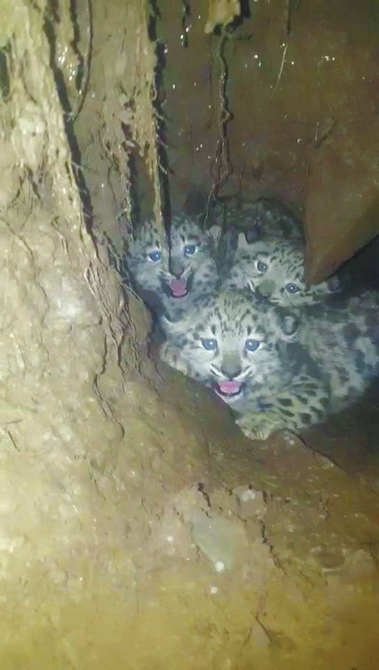 Three snow leopard cubs found in Shiqu