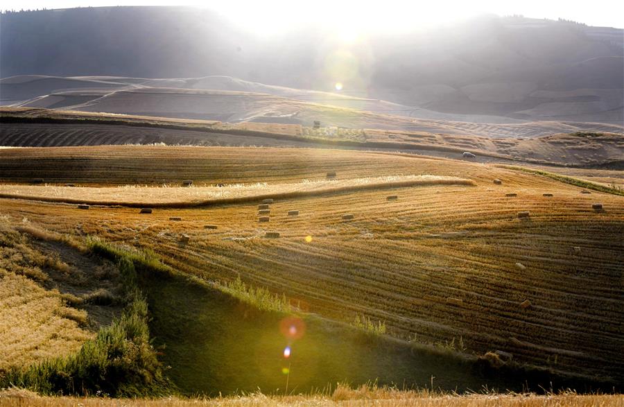 Harvest scenery of wheat fields in Xinjiang