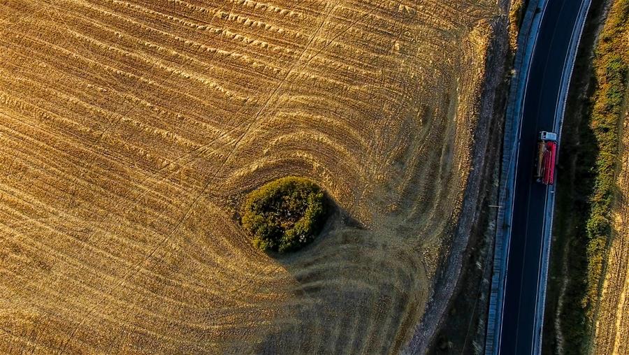 Harvest scenery of wheat fields in Xinjiang