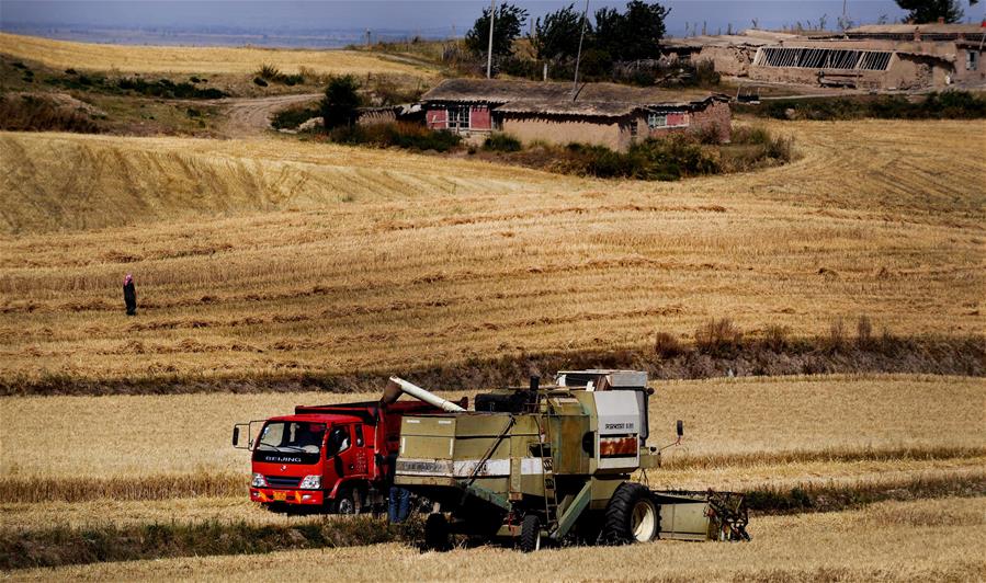 Harvest scenery of wheat fields in Xinjiang