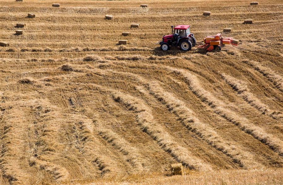 Harvest scenery of wheat fields in Xinjiang