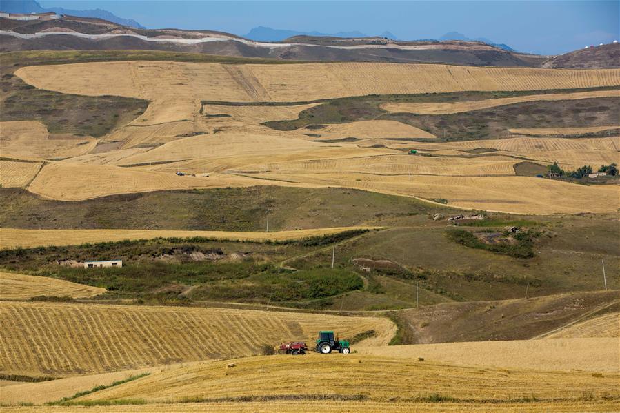 Harvest scenery of wheat fields in Xinjiang