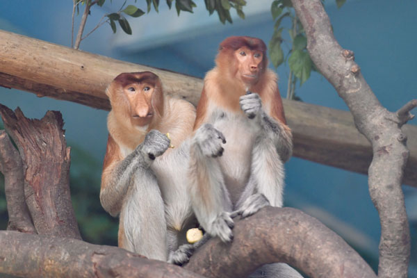 Endangered monkeys arrive in Guangzhou safari park